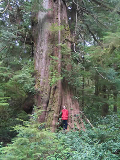 Meaghan Noad poses with old growth cedar